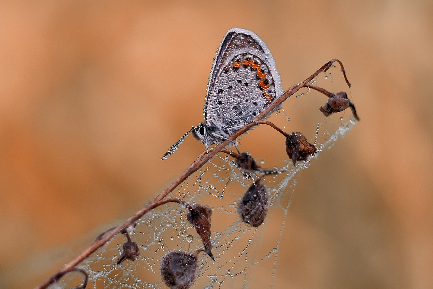 Утренние дрёмы