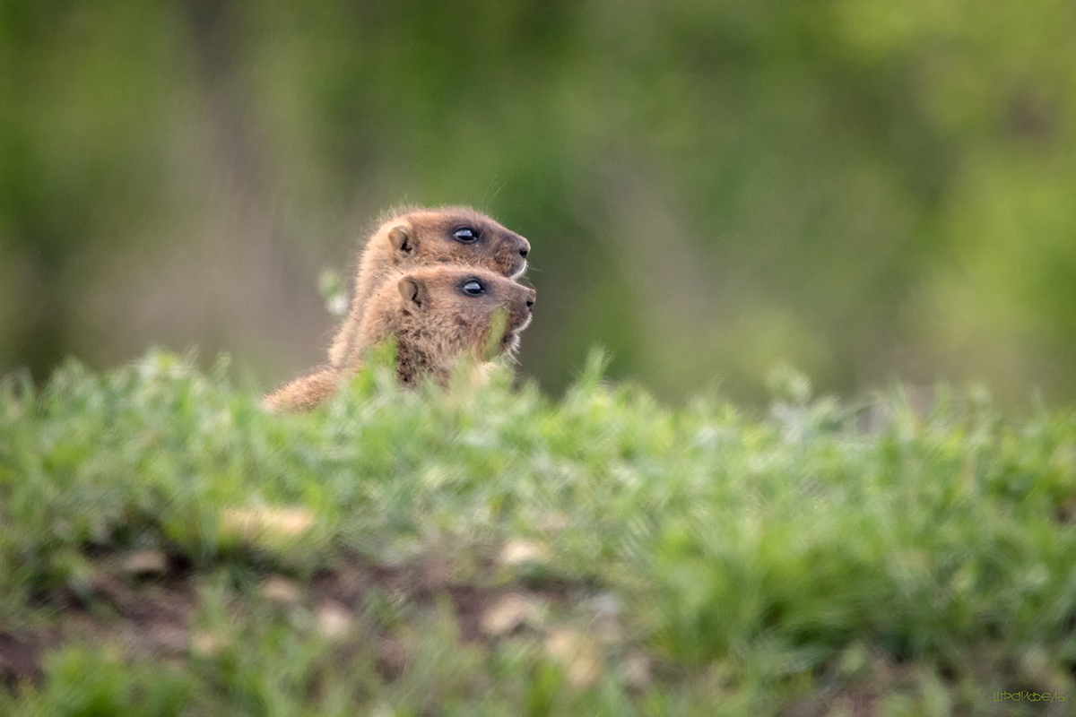 Немного о жизни за бугром
