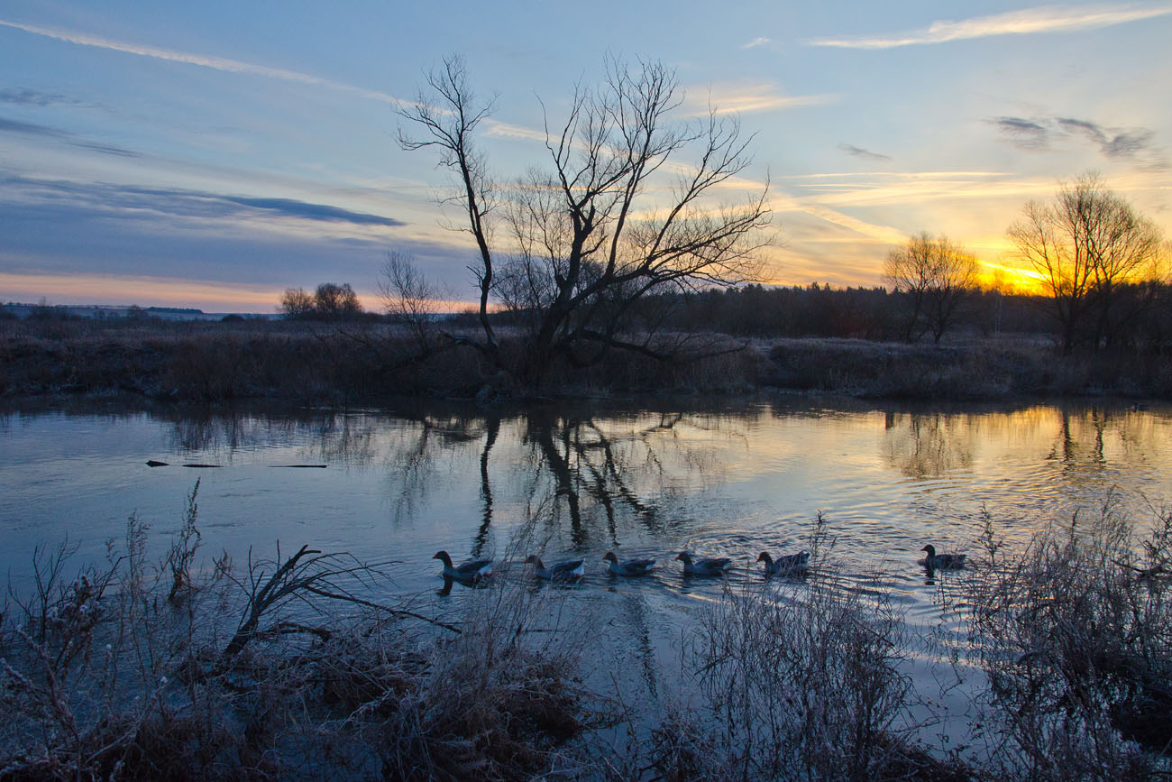 Тропой гусиных стай