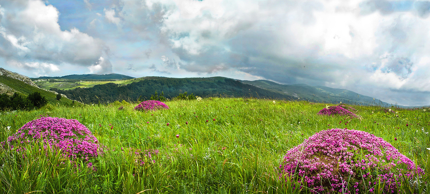 Пейзаж с муравейниками.