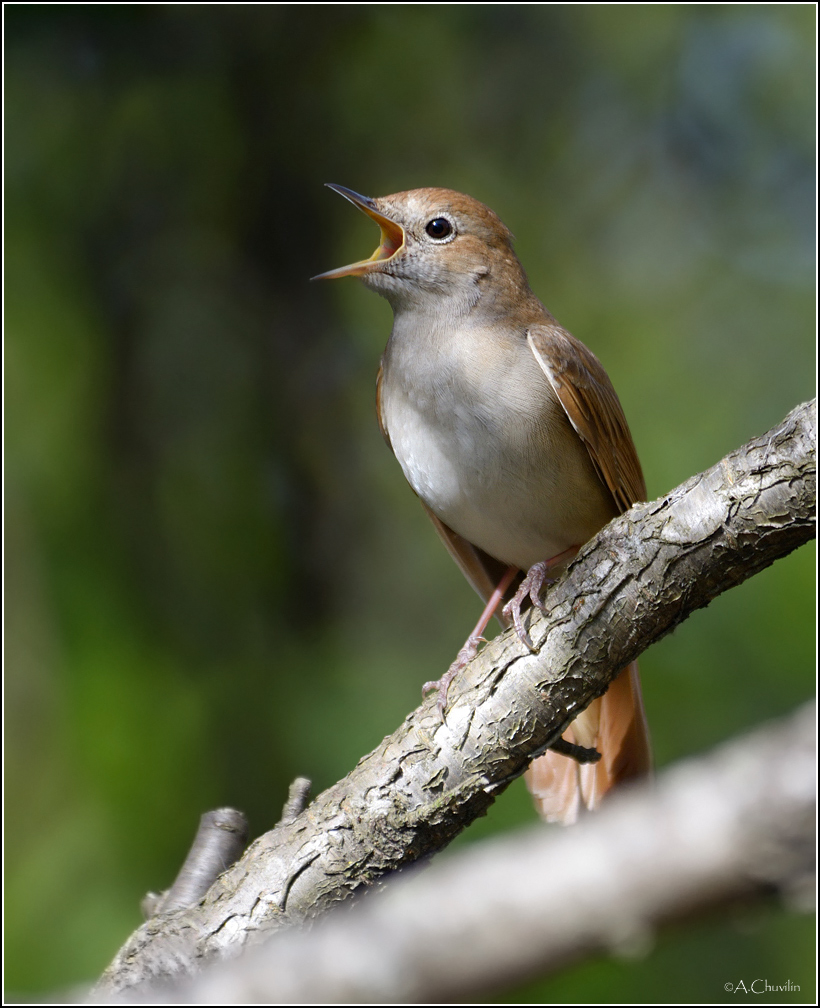 Южный соловей