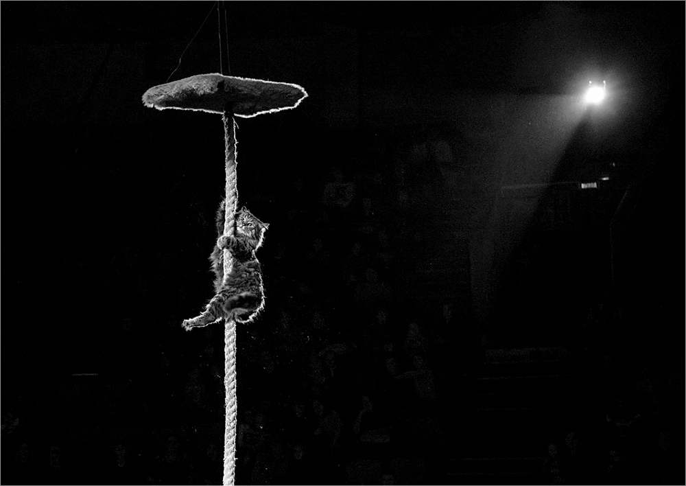 Федька-циркач.