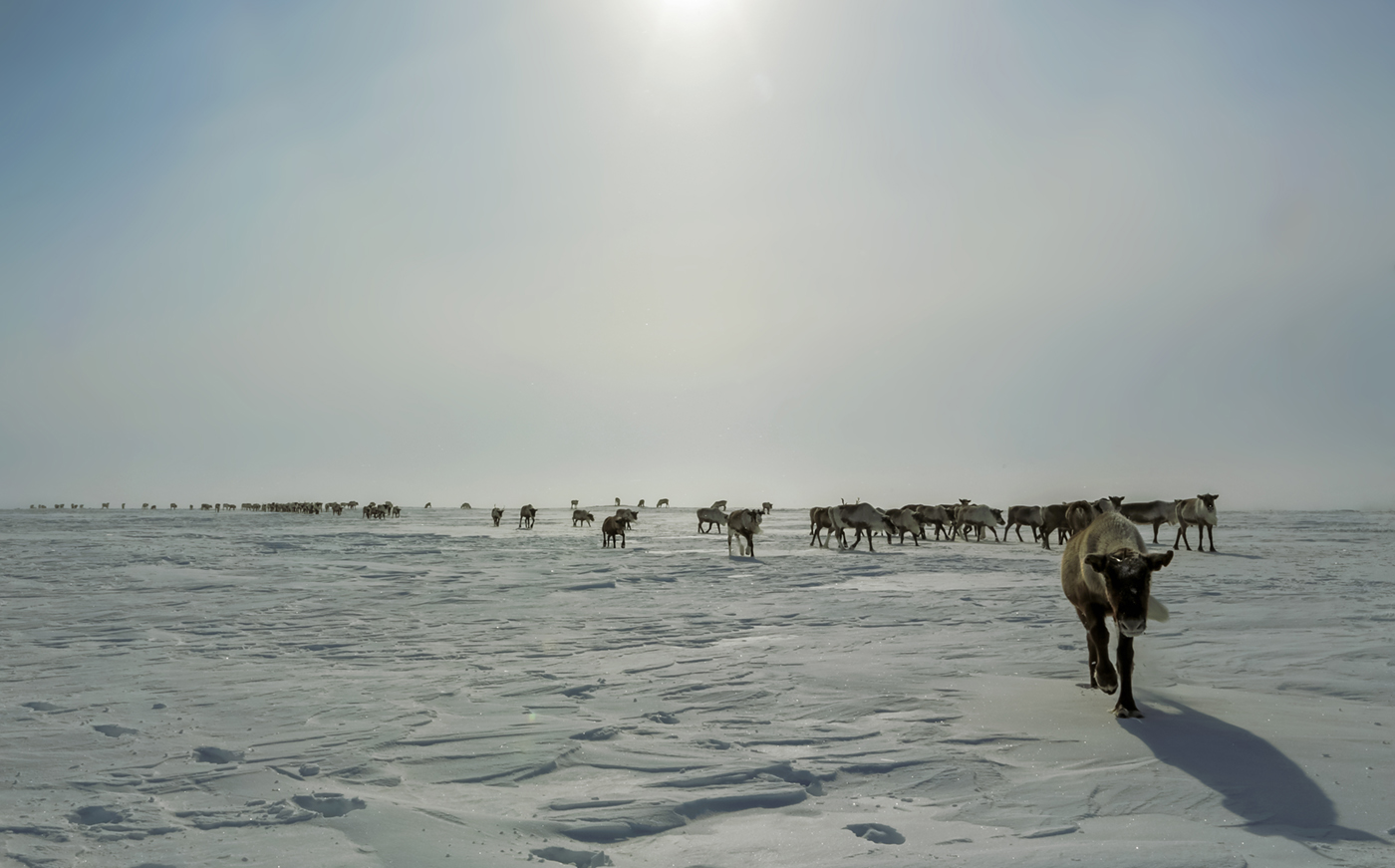 Бредущие из-за горизонта.