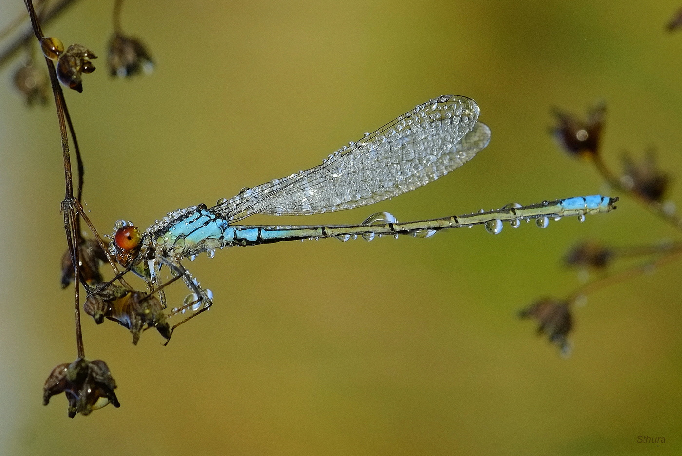 Утренняя стрекоза.