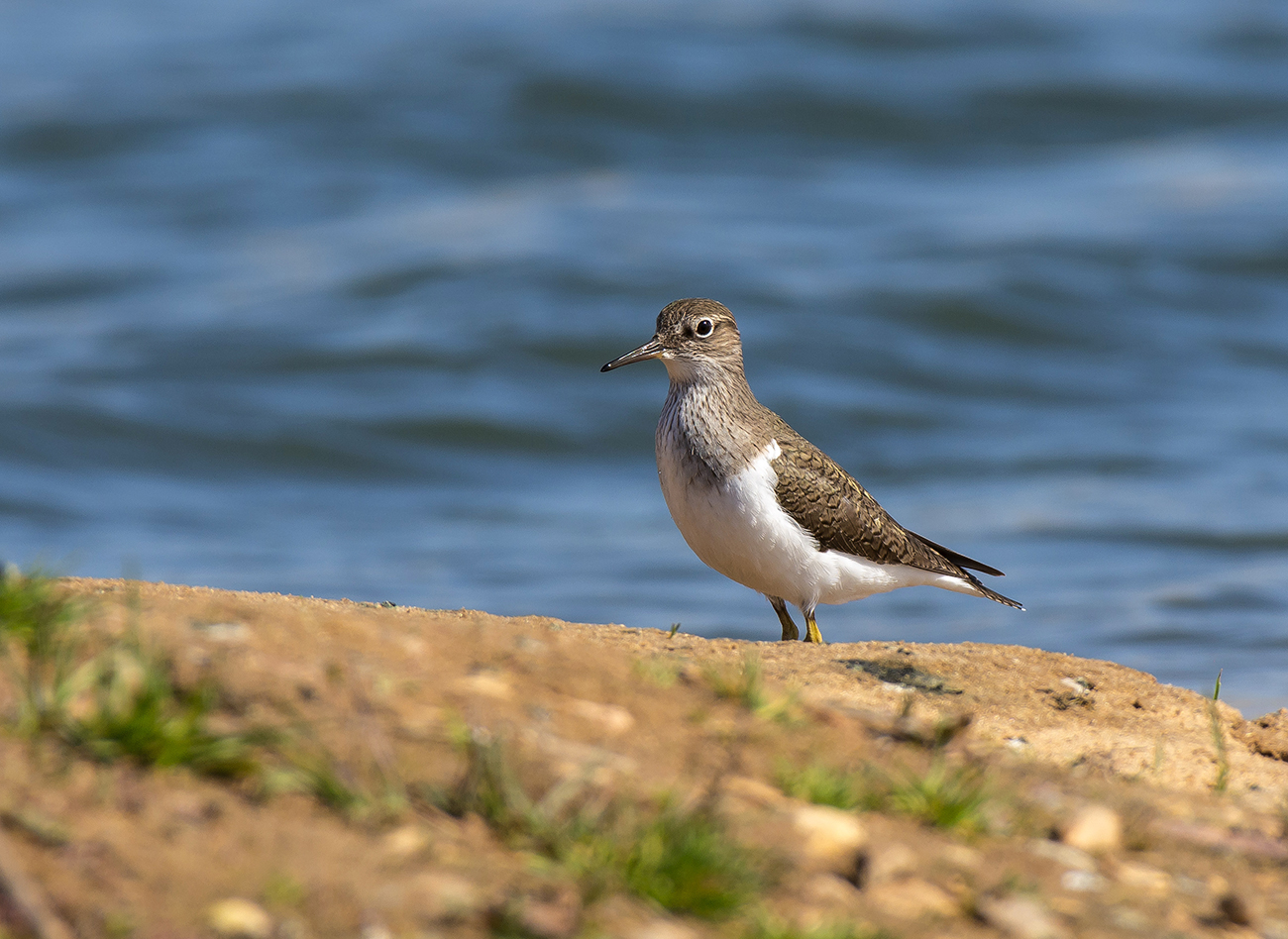 Перевозчик