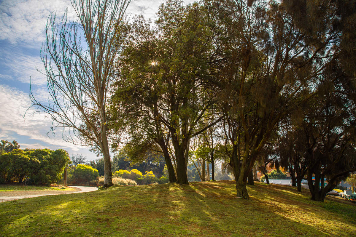 Солнышко пригрело