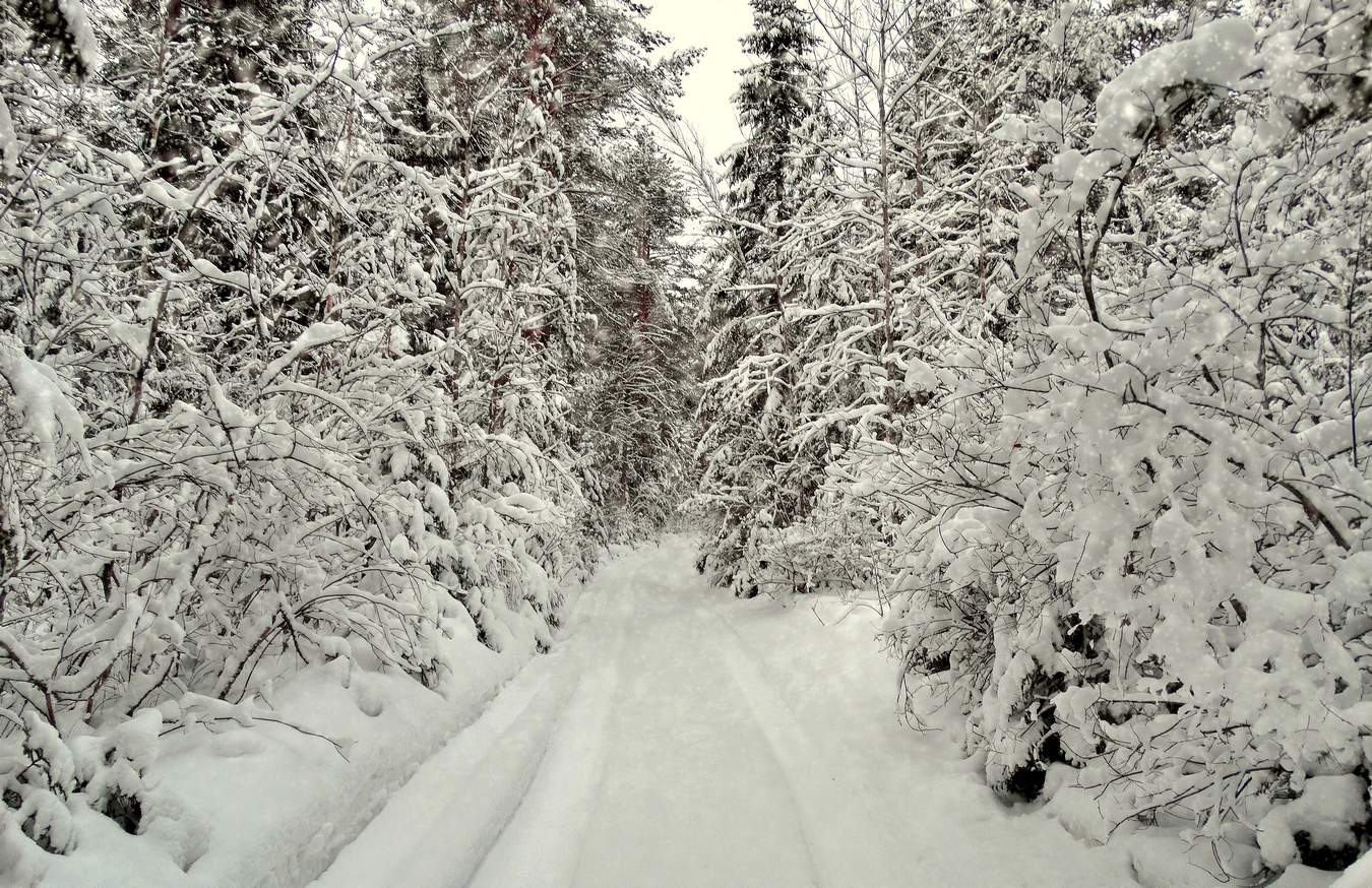 Дорога к зимней королеве