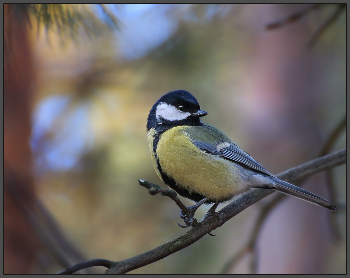 Утром в лесу