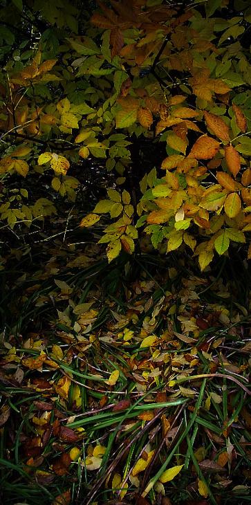 ботва, но осенне-красявая..здесь спят коты...