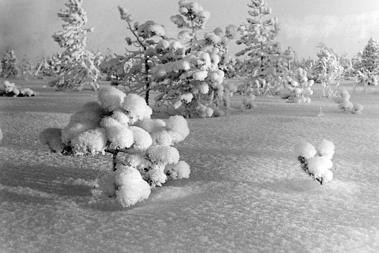 Этюд о зиме.