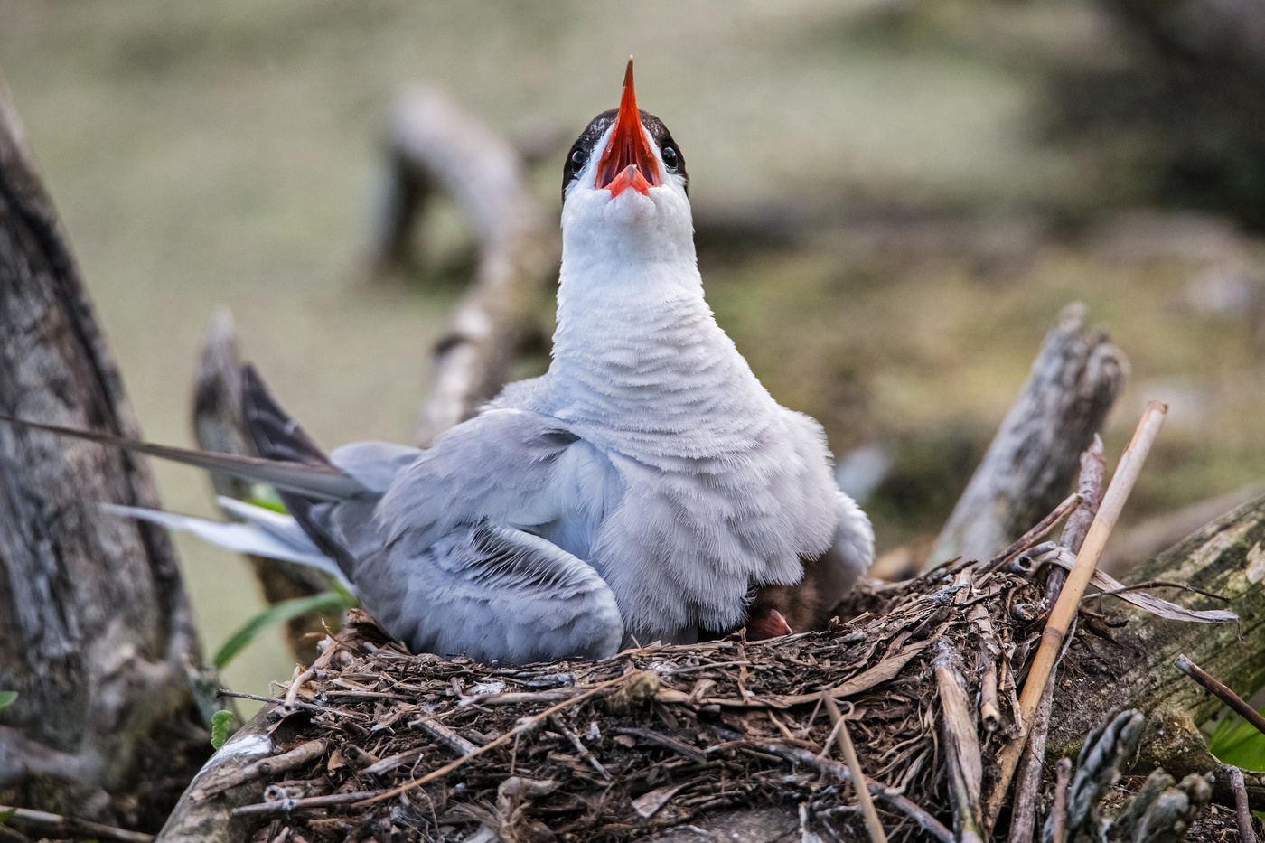 воздушная тревога