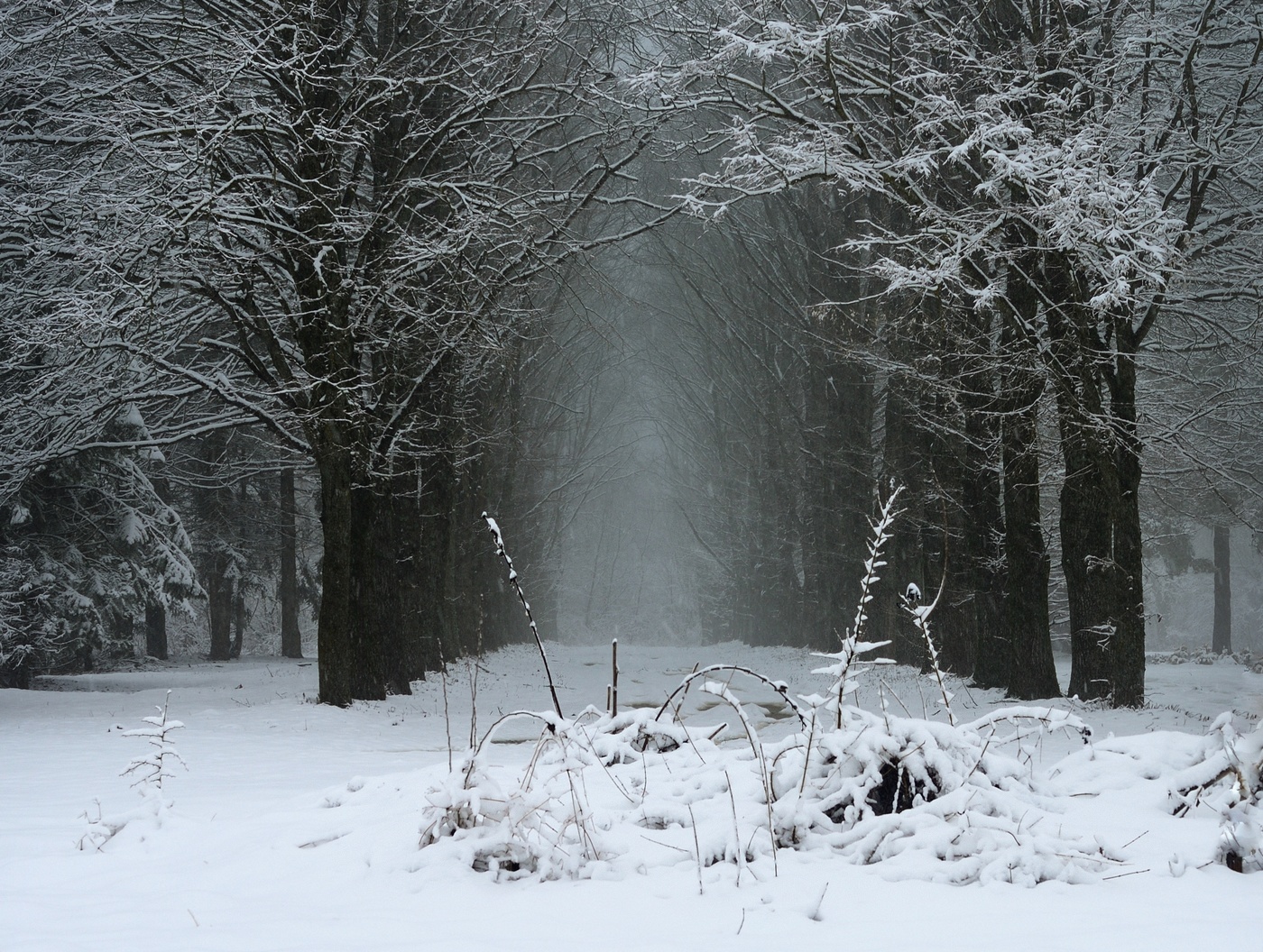 Темные аллеи