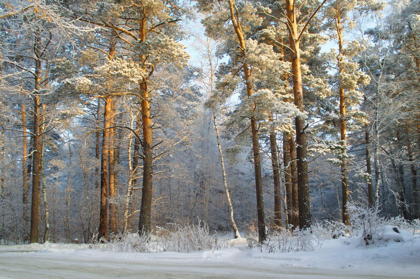 чудесный день