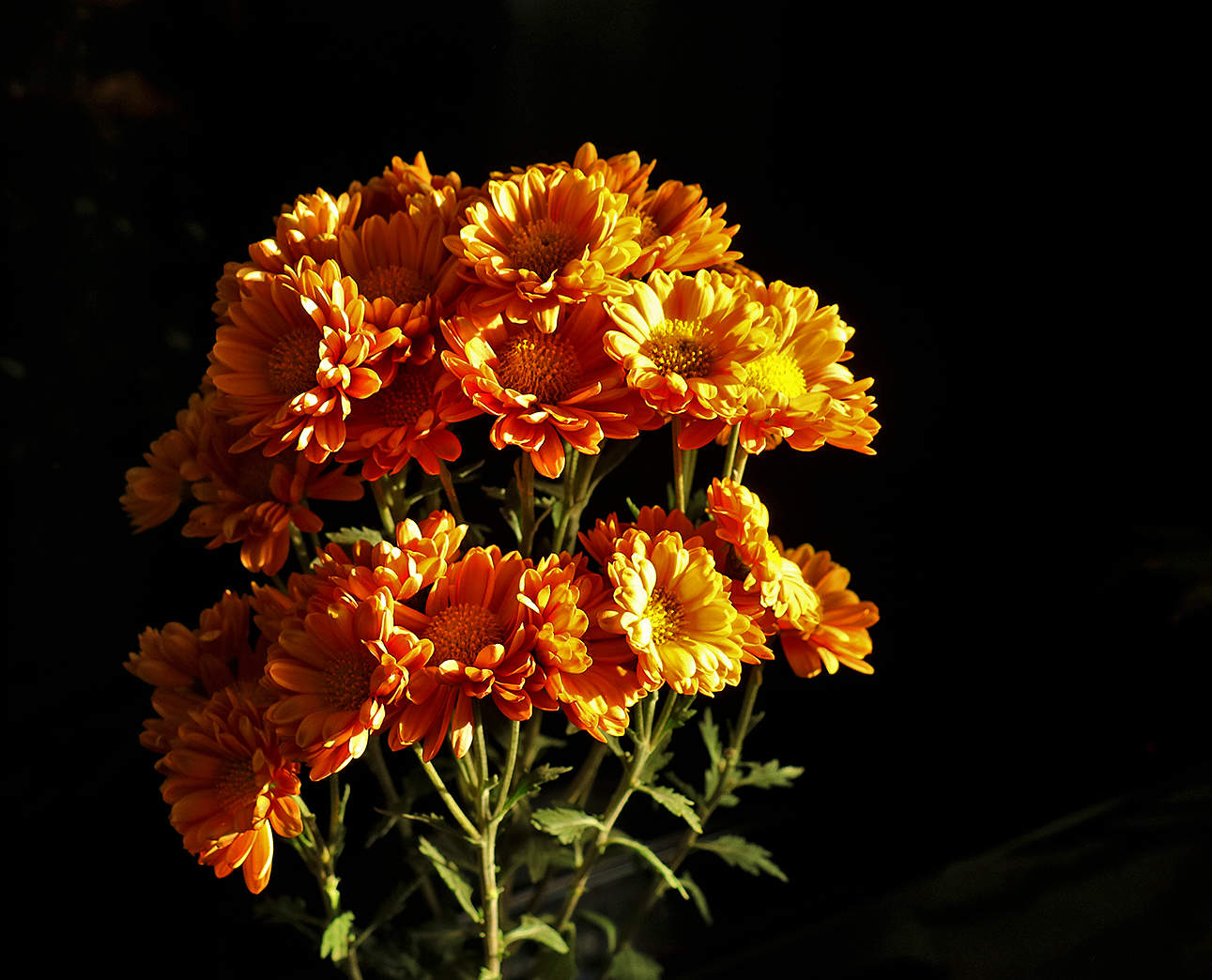 Подсвеченные солнцем