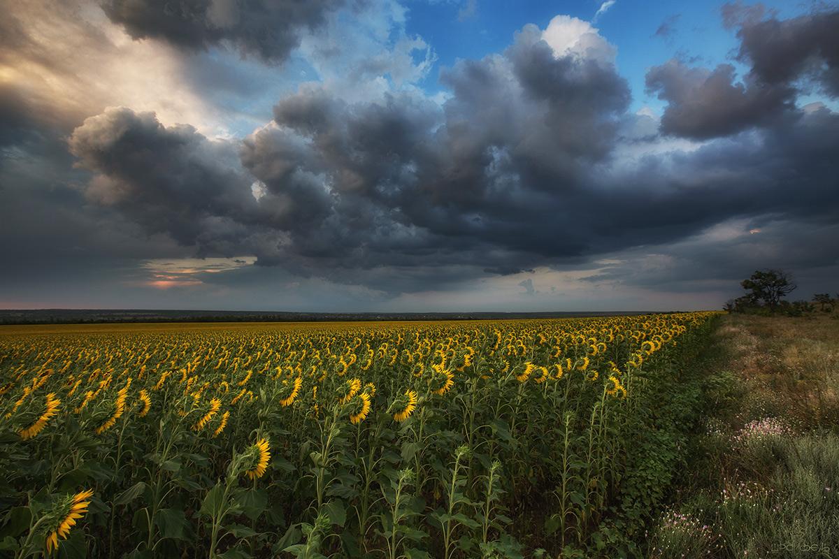 У поля на краю