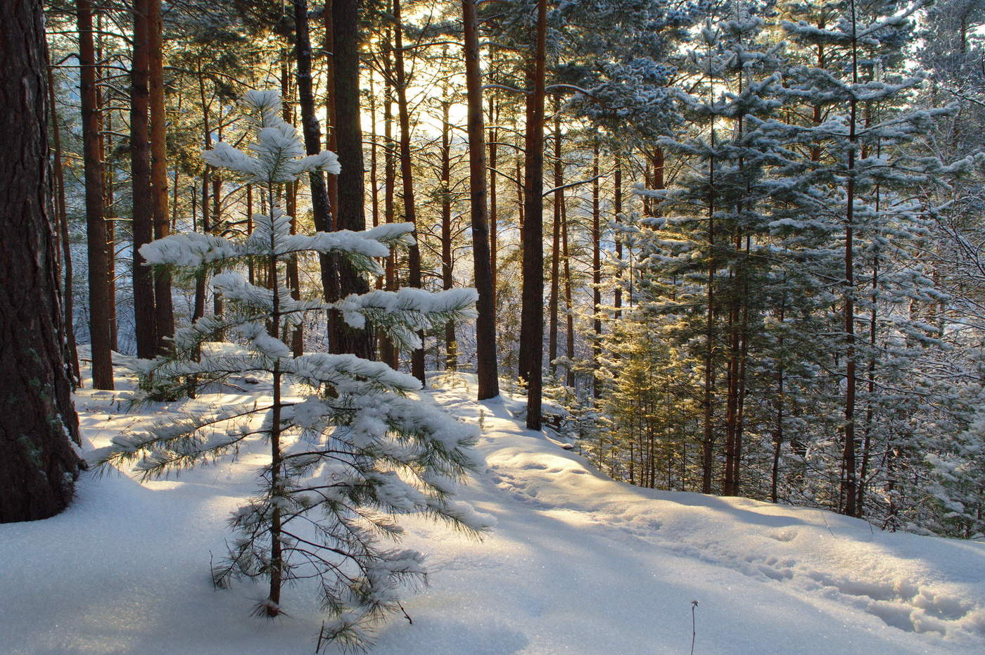 утро в сосновом лесу