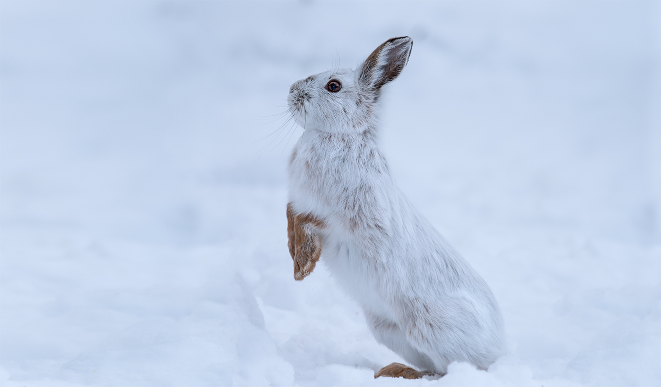 Snowshoe hare