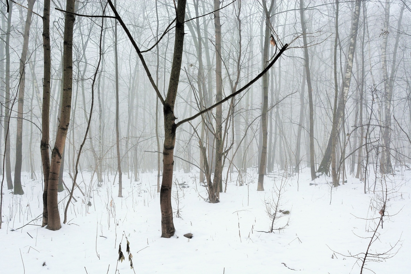 "Утро, нежностью бездонное ..."