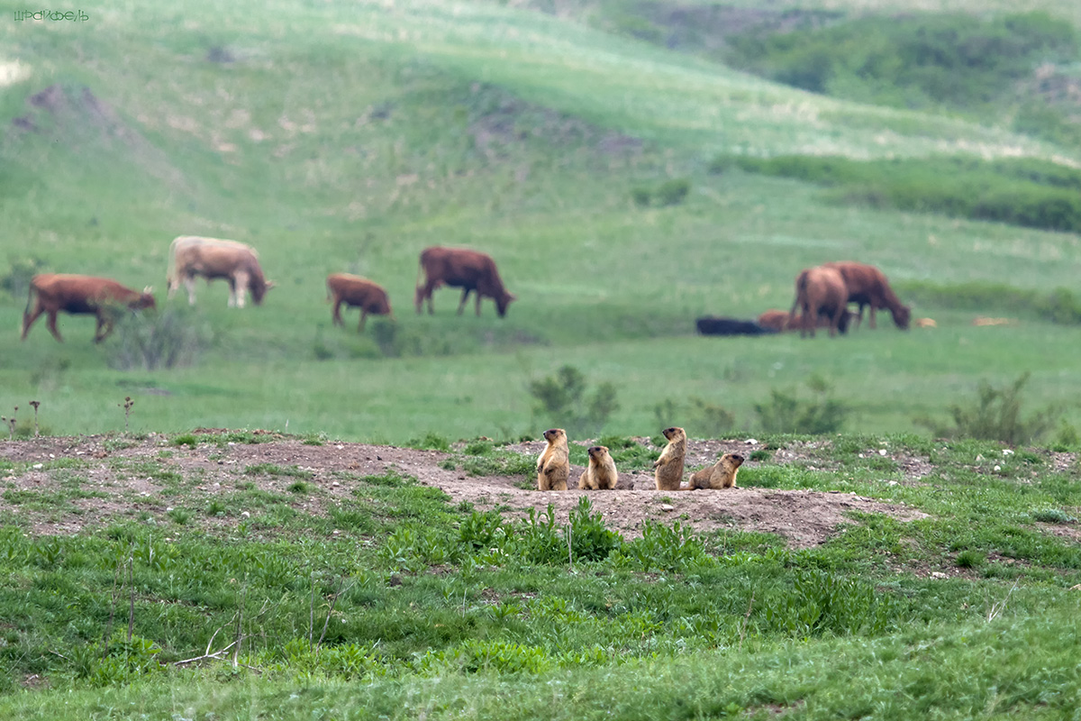 Мирные соседи
