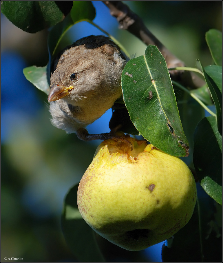 Сладкая груша )