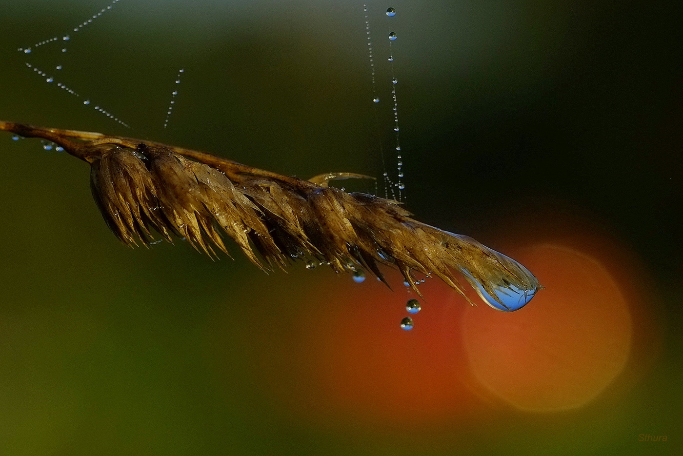 Голубая капелька.