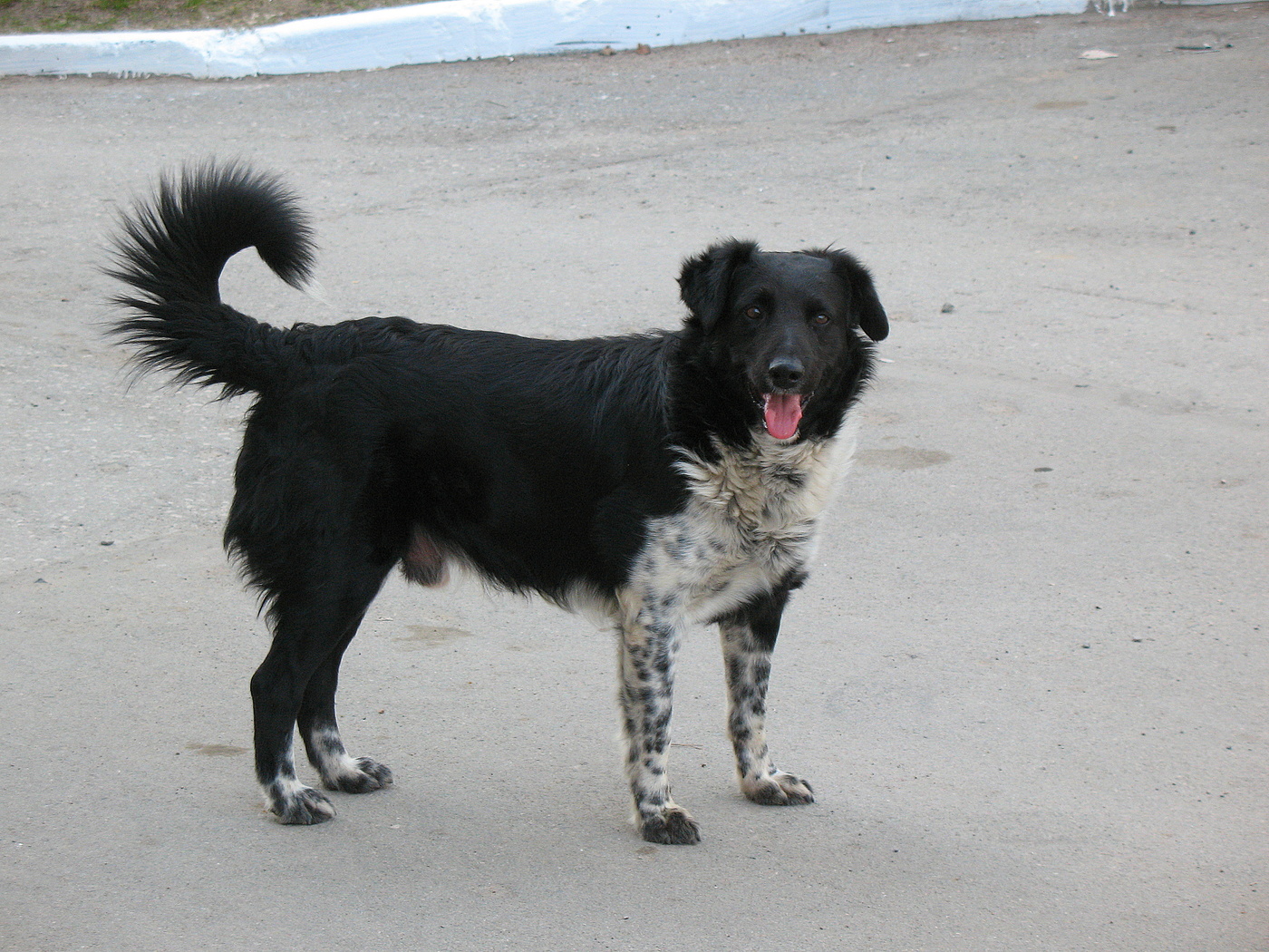 А я, так просто, погулять вышел