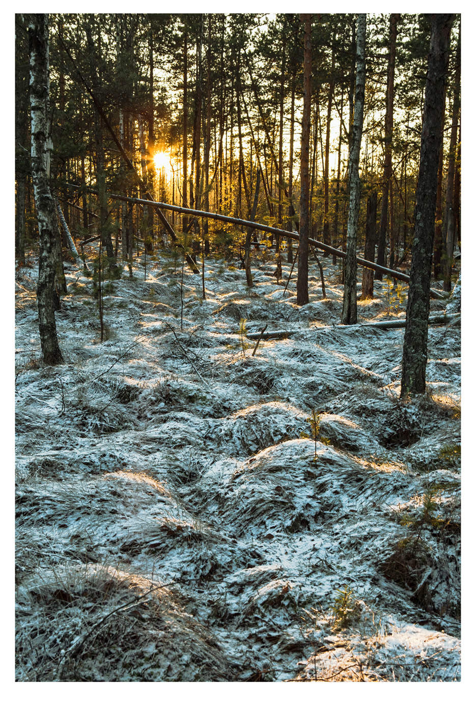 Новый год по-питерски