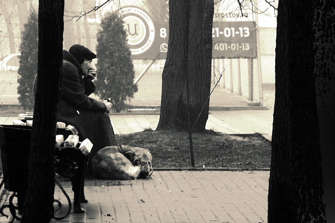 Год собаки, говорят?