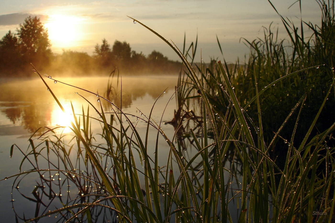 Утренняя роса.