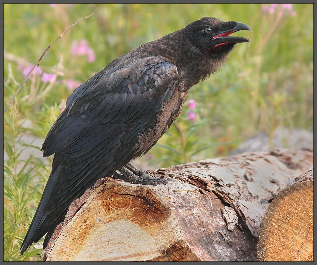 Утром на вырубке
