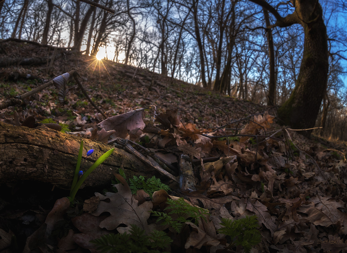 Первый среди первоцветов