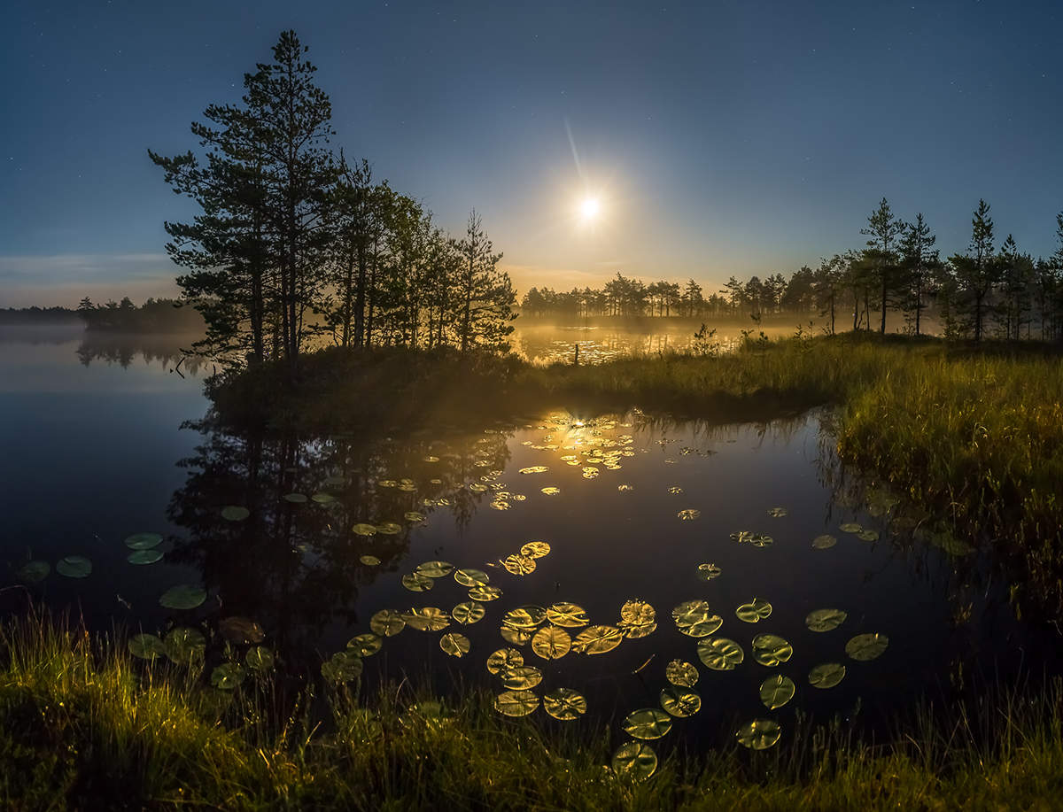 Лунная бухта кувшинок