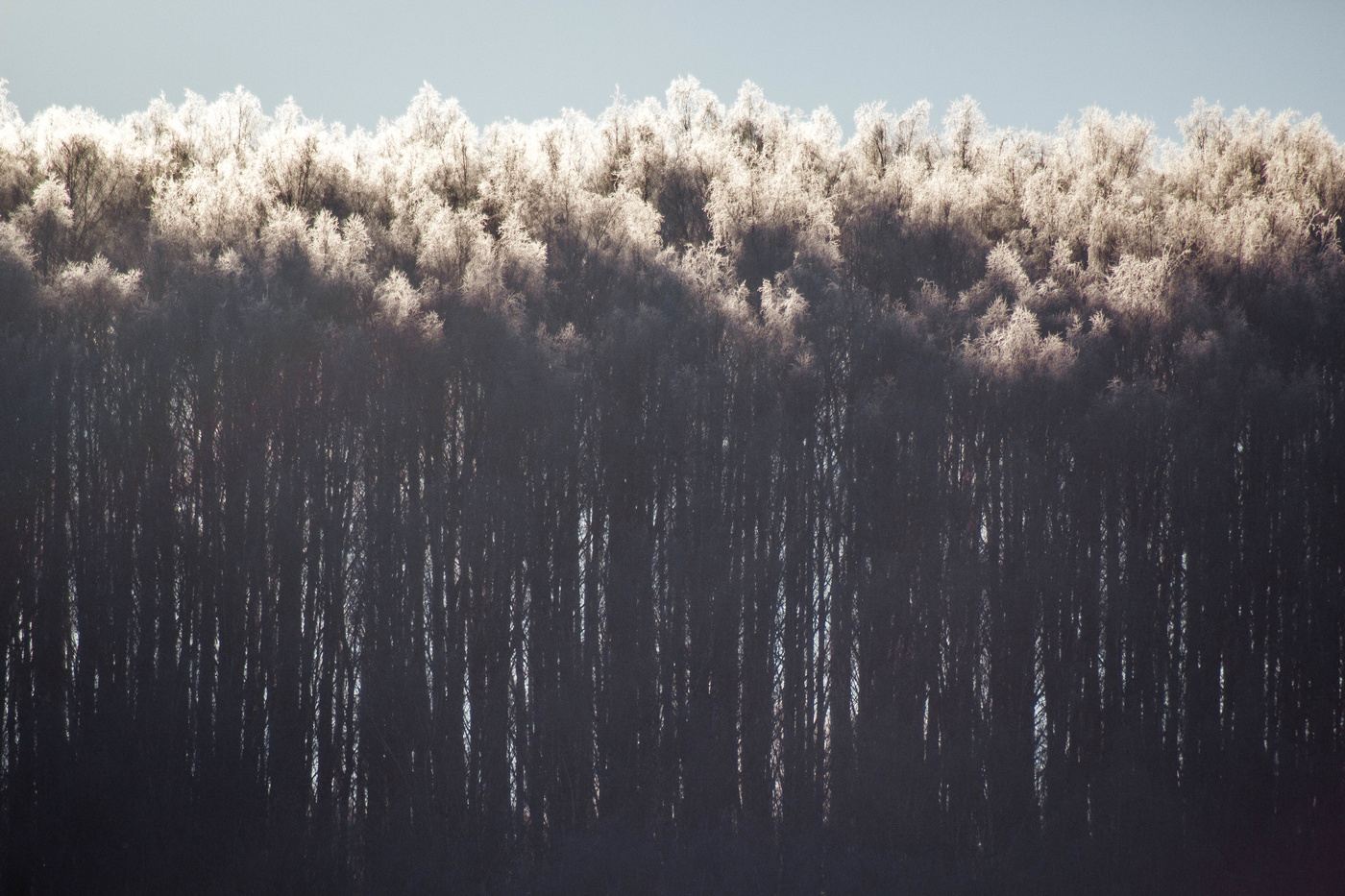 Верхушки берёз,освещённые солнечным светом