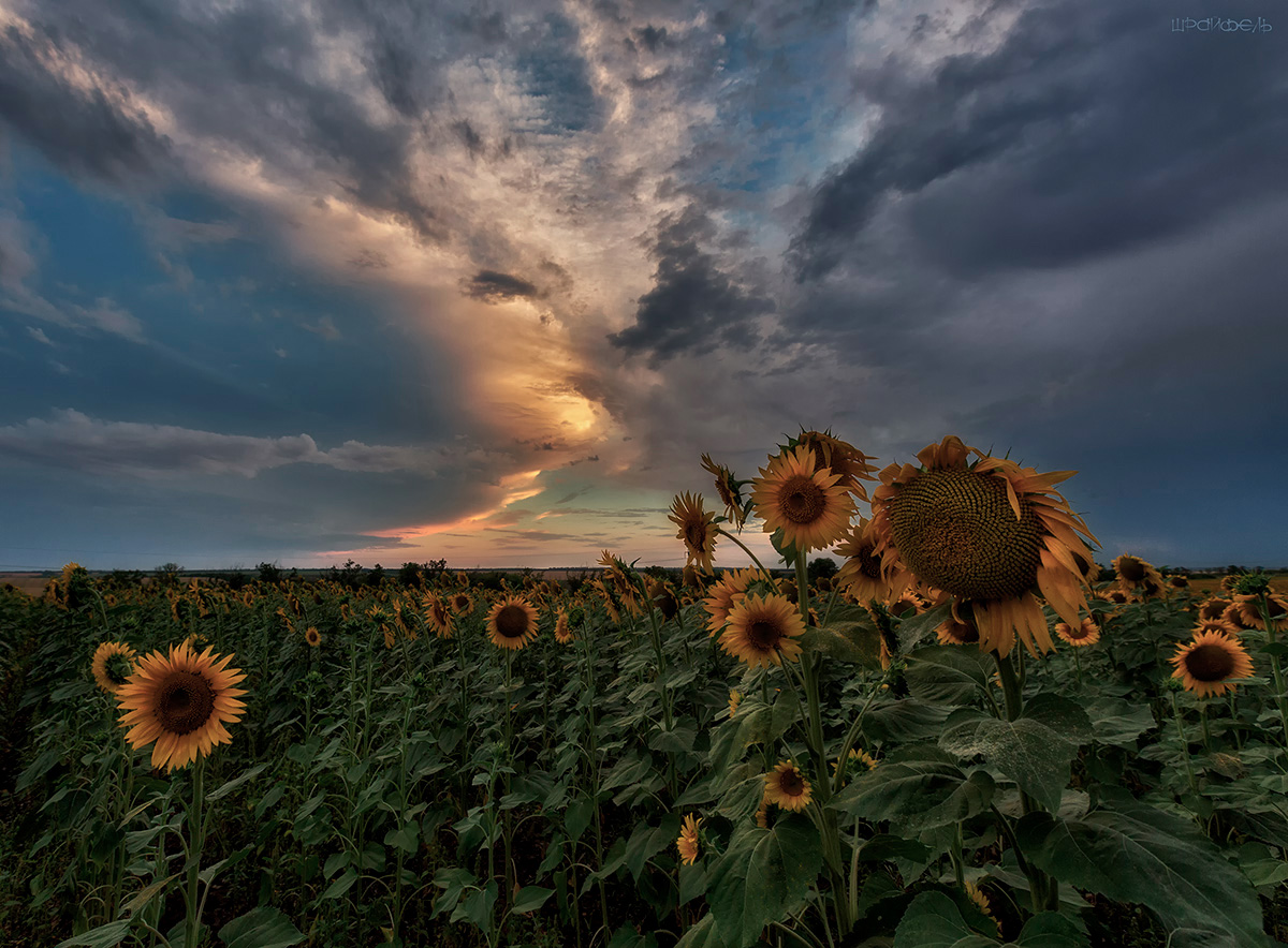 Последние зарницы
