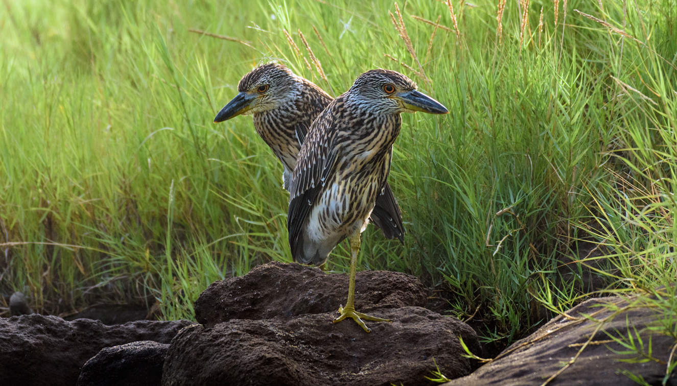 Yellow-crowned Night-Heron ( juvenile)