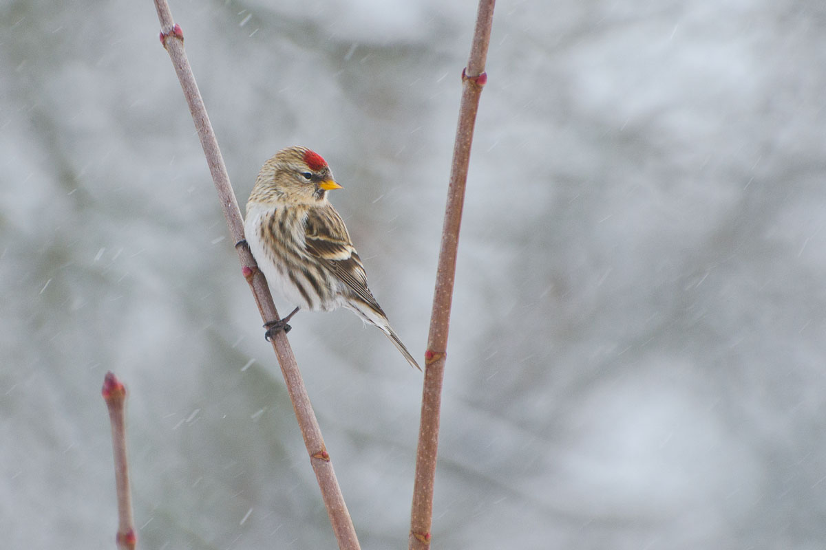 Красная шапочка