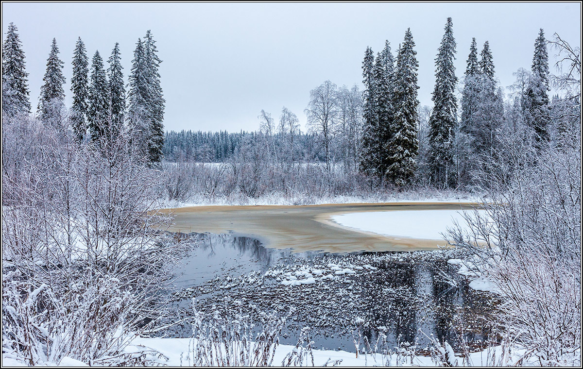 Декабрь в архангельских лесах.