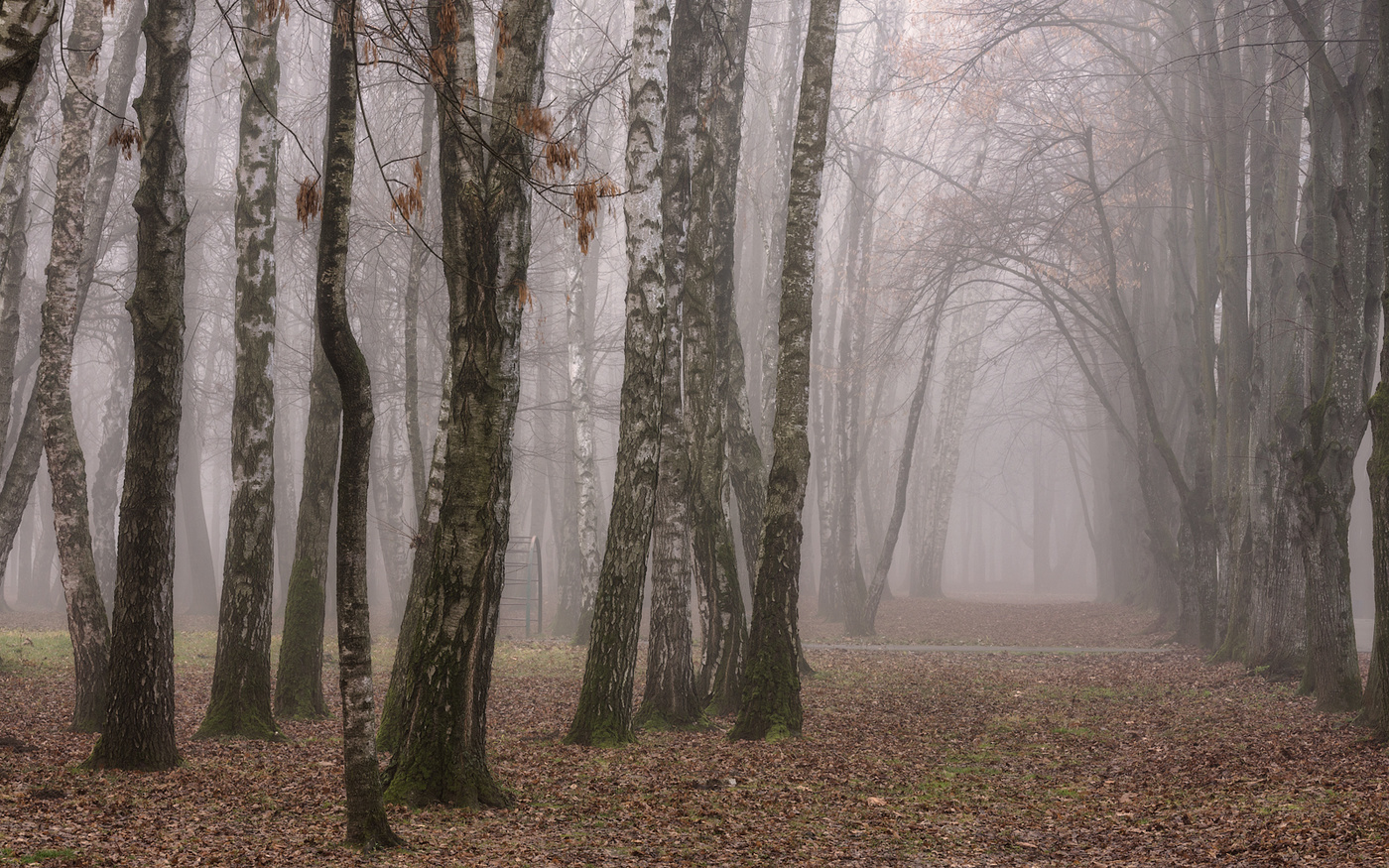 Туман в городском саду