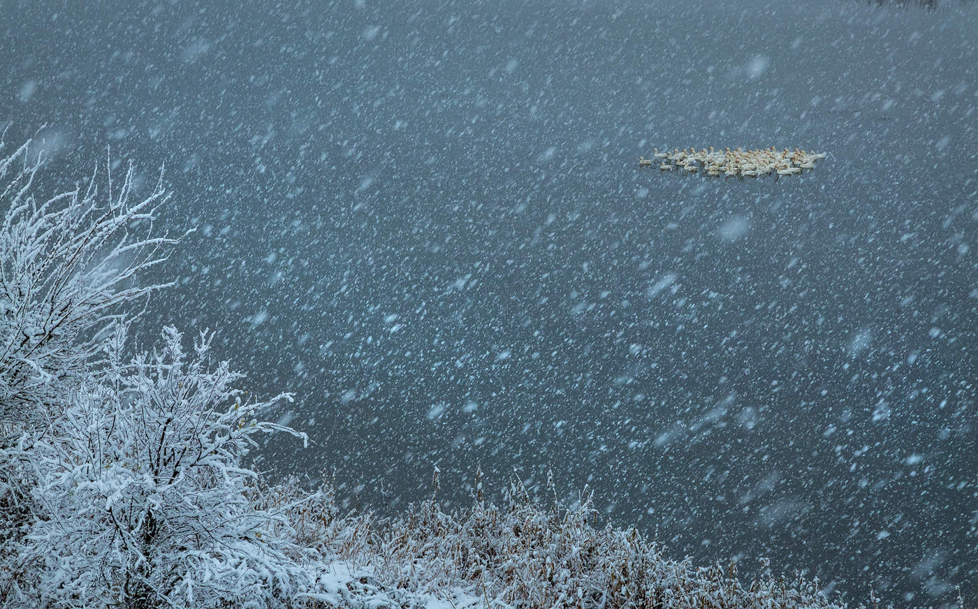 Снегопад и гуси