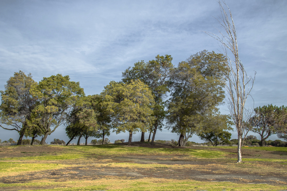 Вязы и берёзка