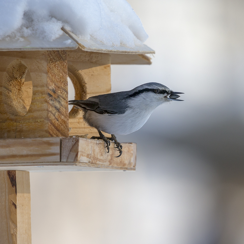 По зернышку