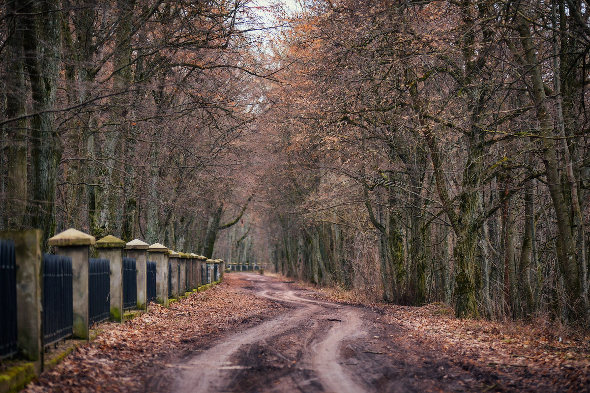 Старый парк. Теплый январь.