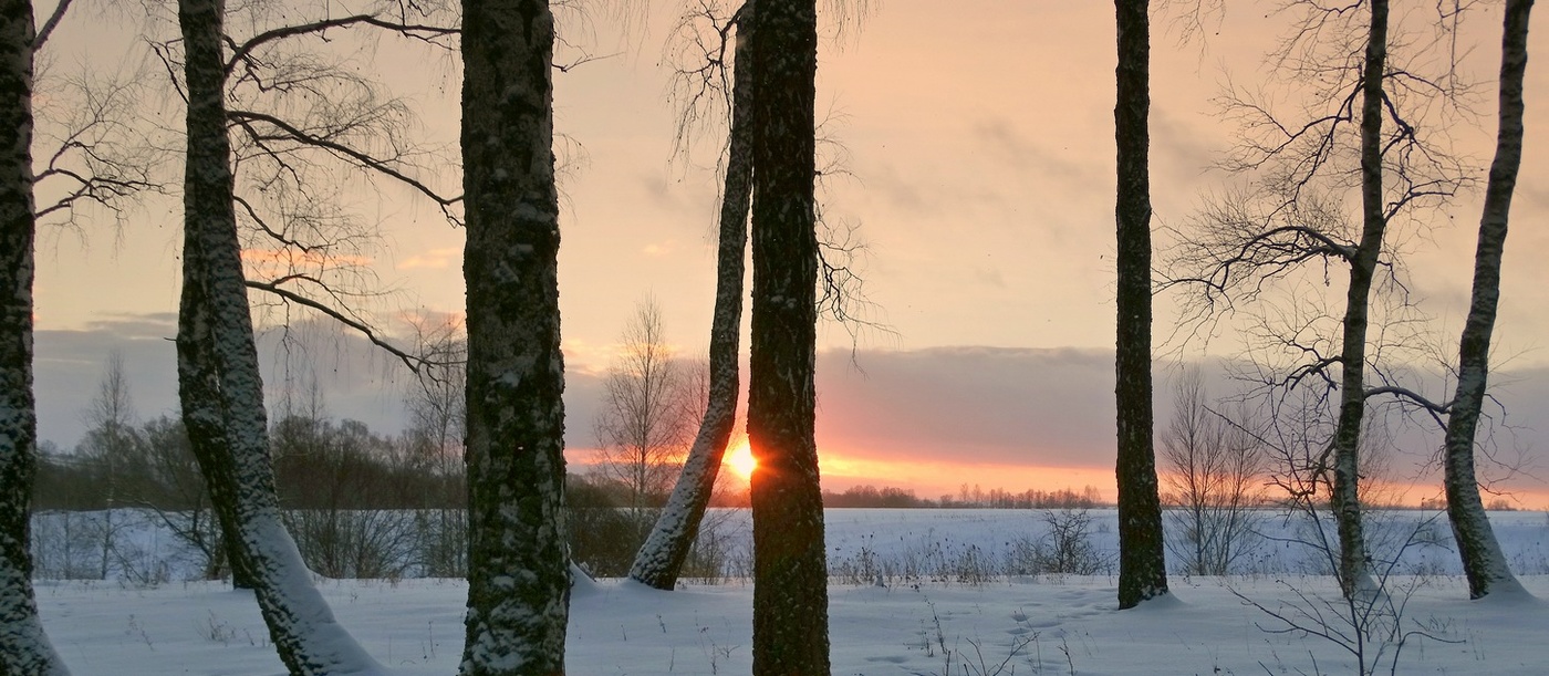 Январь, утро в берёзовой рощи