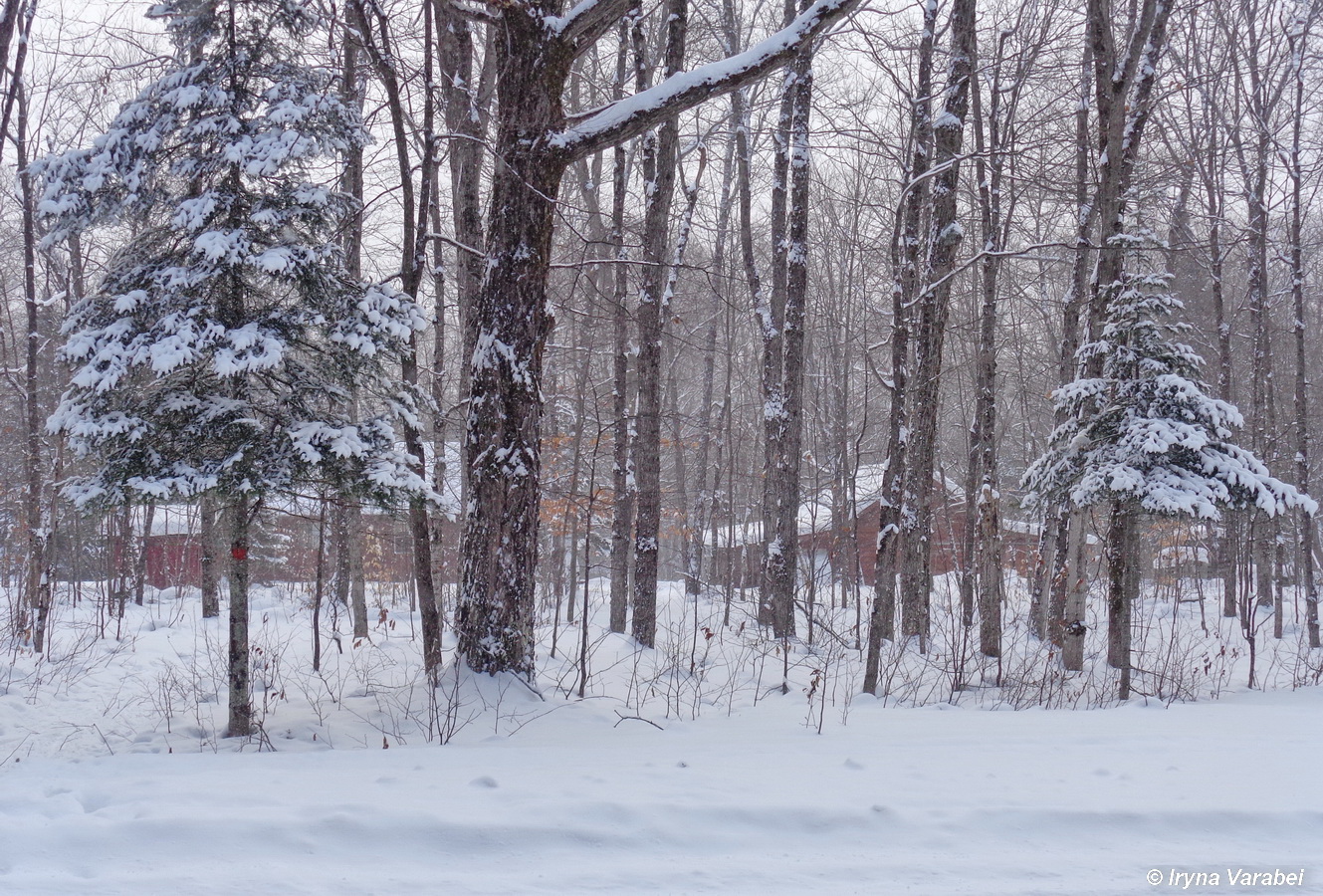 бачылі поўнач, гулялі на поўнач...