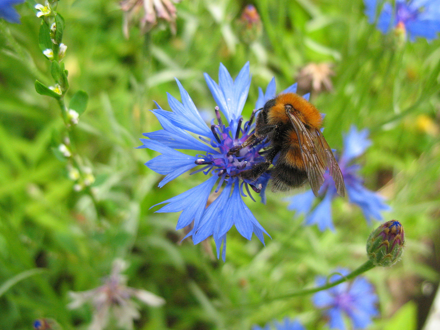 Шмель и василёк.