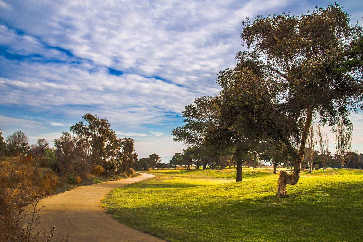 С кривым деревом