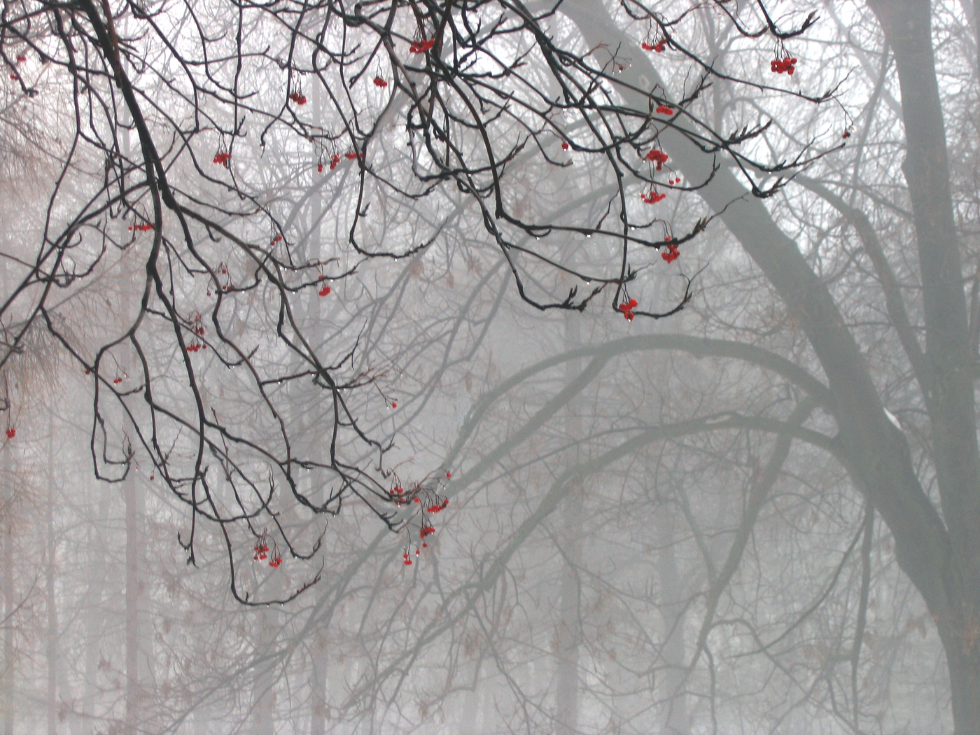 "Что стоишь качаясь тонкая рябина"...#мокраяпятница