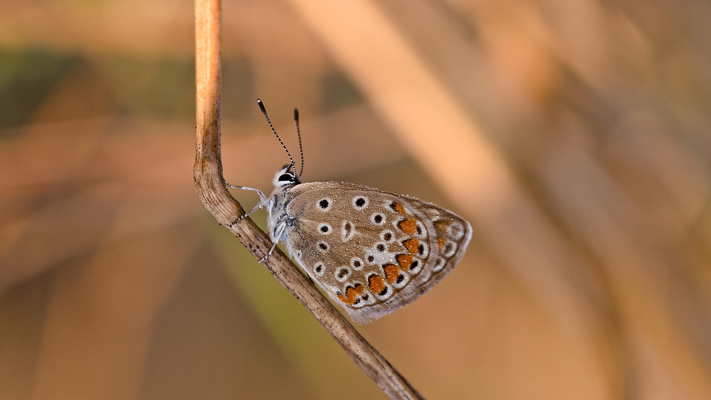 Летнее тепло