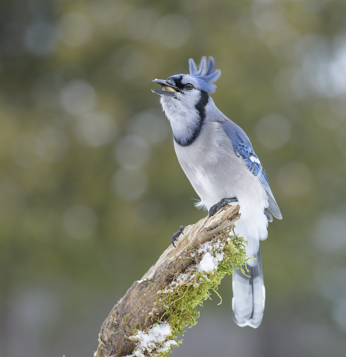 Blue Jay
