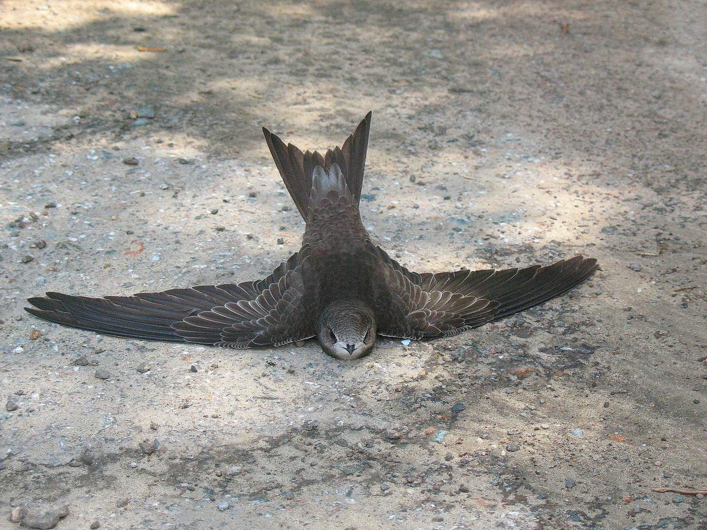 Жёсткая посадка.